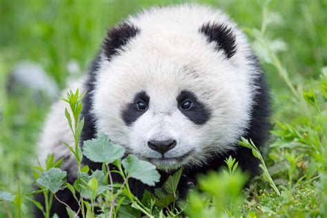 what animals and plant life are found in china
